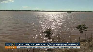 Cheia do Rio Ivaí deixa plantações de arroz embaixo d'agua - Produtores do noroeste estimam que cerca de 70% da produção deve ser perdida.