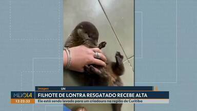 Filhote de lontra resgatado recebe alta - Animal será levado para um criadouro na região de Curitiba.