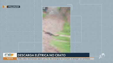 Cães morrem após descarga elétrica no Crato - Confira mais notícias em g1.globo.com/ce