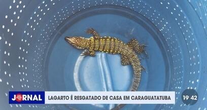 Lagarto é resgatado em Caraguatatuba - Confira a matéria do Jornal Vanguarda