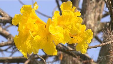 Primavera começa com manhãs frias e sol forte - Estação das flores começa com noites e manhãs frias, com a temperatura subindo bastante durante o dia.