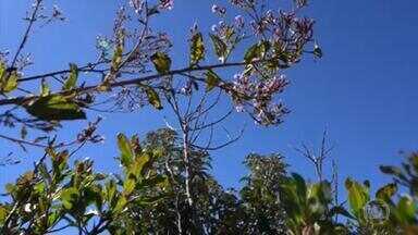 Macela: planta é usada para fazer chás e enchimento de travesseiros - No alto da Pedra da Macela, em Paraty, botânicos pesquisam espécies de plantas ainda pouco conhecidas, típicas desta região, como a macela.