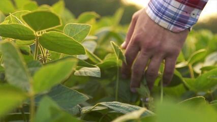 O agro é a diversidade das lavouras e das técnicas