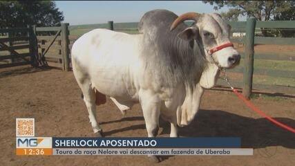 Sherlock, touro da raça Nelore, se 'aposenta' e vai descansar em fazenda de Uberaba