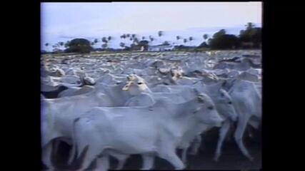 Globo Rural no Pantanal em 1984 - parte 2