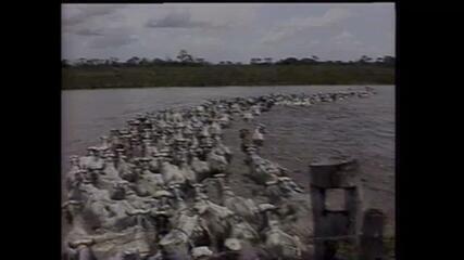 Globo Rural no Pantanal em 1984 - parte 3