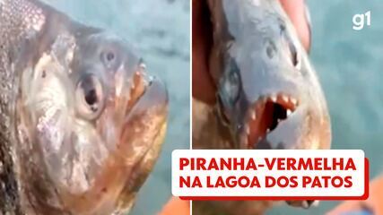 Pescadores encontram piranha na Lagoa dos Patos