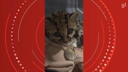 Filhote de gato-maracajá resgatado recebe cuidados em zoológico no RS