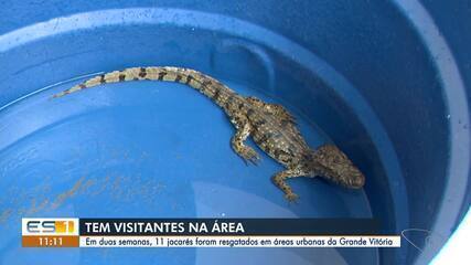 Em duas semanas 11 jacarés foram resgatados na Grande Vitória