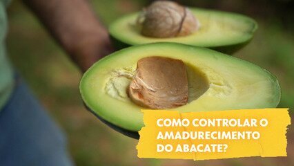 Como controlar o amadurecimento do abacate?