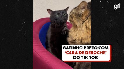 Como surgiu o gatinho preto com 'cara de deboche' que viralizou no TikTok