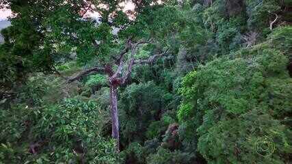 As ‘Cinco Amazônias’: Florestal, Desmatada, Sob Pressão, Não Florestal e Urbana