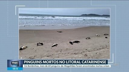 60 pinguins-de-magalhães foram encontrados mortos em Bombinhas