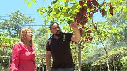 Produção de uva em Guarapari: fruta se adapta ao litoral mesmo com clima quente