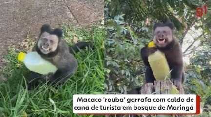 Macaco 'rouba' garrafa com caldo de cana de turista em bosque de Maringá