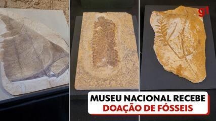 Museu Nacional recebe doação de fósseis de instituição privada internacional