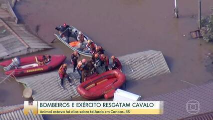 Cavalo que ficou ilhado sobre o telhado de uma casa no RS é resgatado