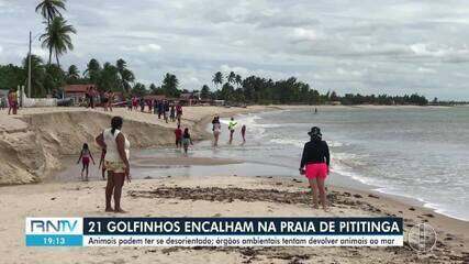 21 golfinhos encalham na praia de Pititinga