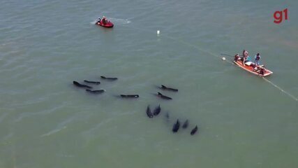 Baleias-pilotos seguem encalhadas no litoral do RN