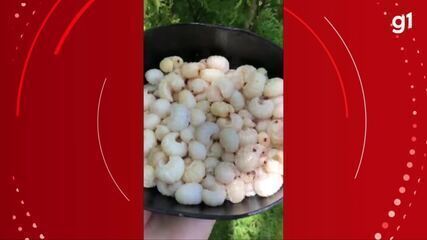 Bicho-do-coco é atrativo em roteiro de ecoturismo no Marajó.