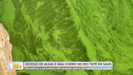 Trecho do Rio Tietê no noroeste paulista se transforma em 'tapete verde'