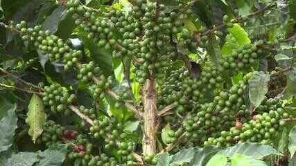 Seca afeta produção de café na Região do Caparaó no Espírito Santo