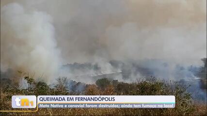 Mata Nativa e canavial são destruídos durante incêndio em Fernandópolis