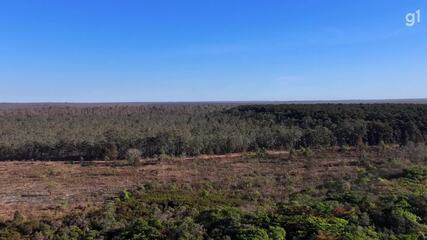 Veja como ficou Floresta Nacional após incêndio queimar quase metade da área