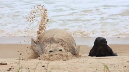 Filhote de elefante-marinho nascido em SC e mãe se divertem em câmera lenta em praia