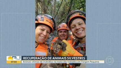 Universidade do Rio recupera animais vítimas de incêndios florestais no estado