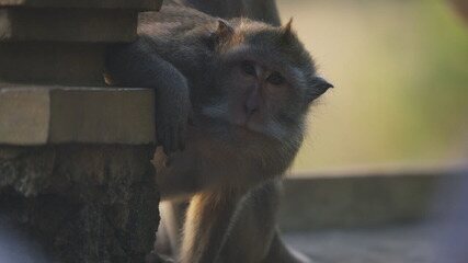 'Planeta Terra': em Bali, macacos furtam celulares de turistas e só devolvem em troca de comida