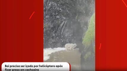 Boi precisa ser içado por helicóptero após ficar preso na Cachoeira da Fumaça em MG