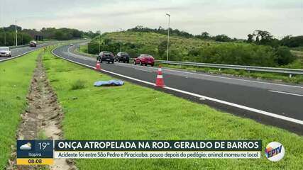 Onça morre após ser atropelada em rodovia de Piracicaba