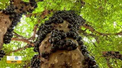 Conhecida e apreciada por muitas pessoas, aprenda a preparar um Bolo de Jabuticaba