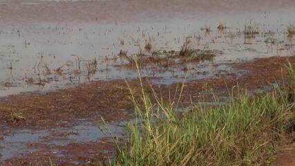 Chuvas em Santa Isabel do Ivaí afetam produção de arroz pelo segundo ano seguido