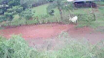 Dar uma volta: câmeras flagram momento em que vaca abre a porteira e foge no Paraná