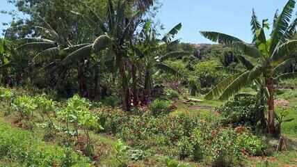 Sistema agrofloresta prevê harmonia entre natureza e produção de alimentos