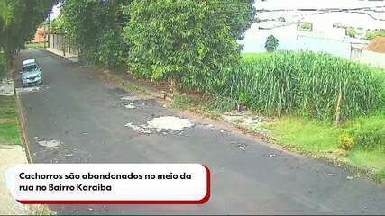 Cachorros são abandonados no meio da rua no Bairro Jardim Karaíba em Uberlândia