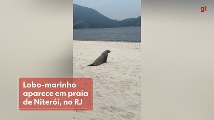 Lobo-marinho aparece em Niterói