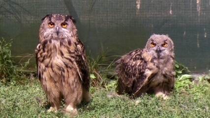 Protetor da fauna selvagem do Alto Jura já salvou mais de 15 mil animais