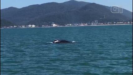 Baleia-jubarte é avistada em Florianópolis/Imagens: Rafael Costa