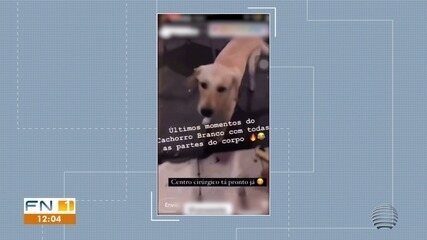 Polícia resgata cachorro castrado em república em Presidente Prudente