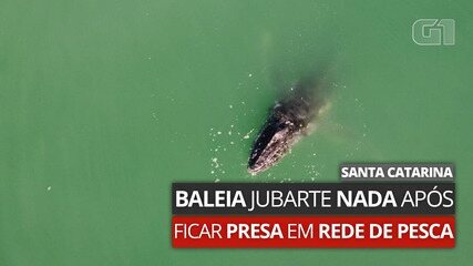 Baleia jubarte nada na costa de SC após ficar presa em rede de pesca