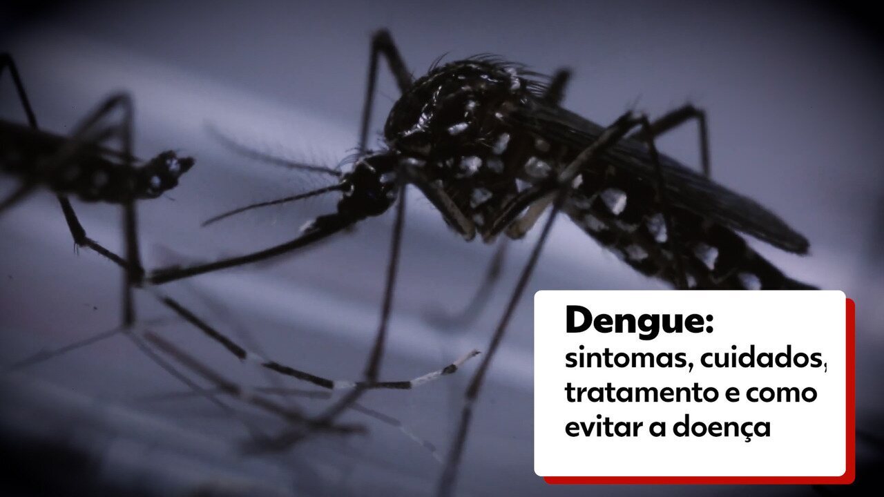 Dengue: veja sintomas, cuidados, tratamento e como evitar a doença