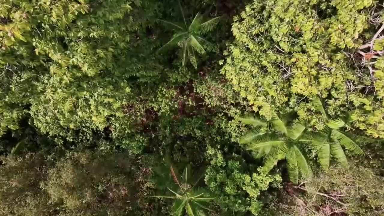 Sistema agroflorestal ajuda agricultores a ter receita o ano todo; entenda