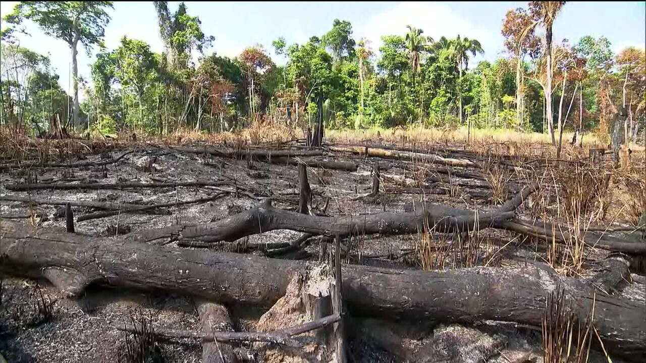 Inpe: desmatamento na Amazônia cresce 278% em julho