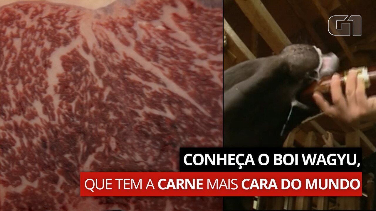 Conheça o boi wagyu, que tem a carne mais cara do mundo