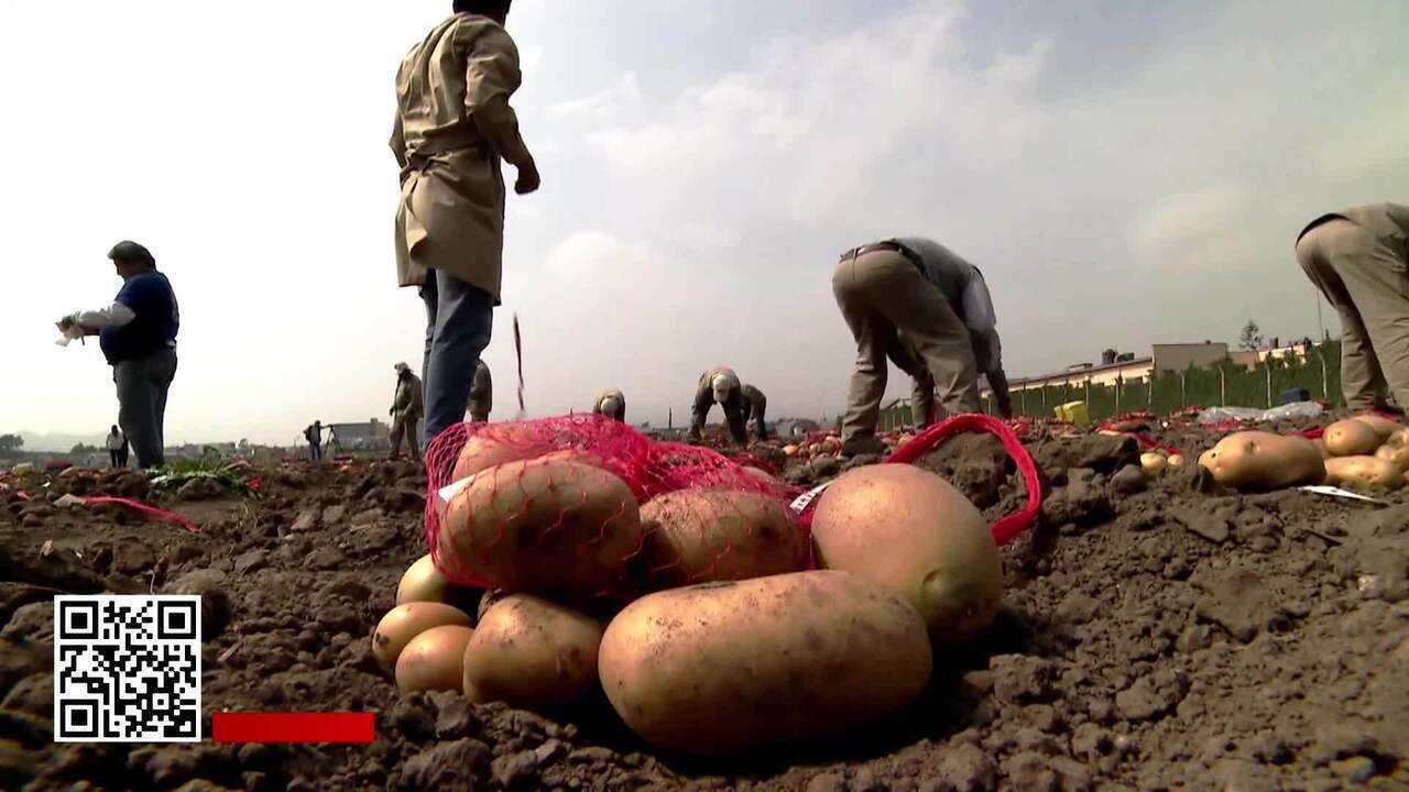 Batata é uma base da alimentação 160 países