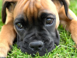 Boxer Puppy