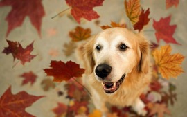 Dogs Autumn